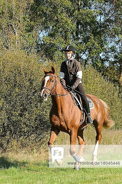Woman riding Hanoverian  Cross country  German riding horse  German warmblood  Ride  Riding helmet  Crop