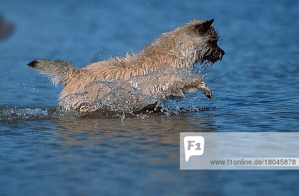 Cairn-Terrier  weizenfarbig  Cairn Terrier  wheaten  außen  outdoor  seitlich  side