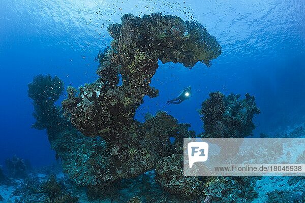 Diver and coral formation  Paradise Reef  Red Sea  Egypt  Africa