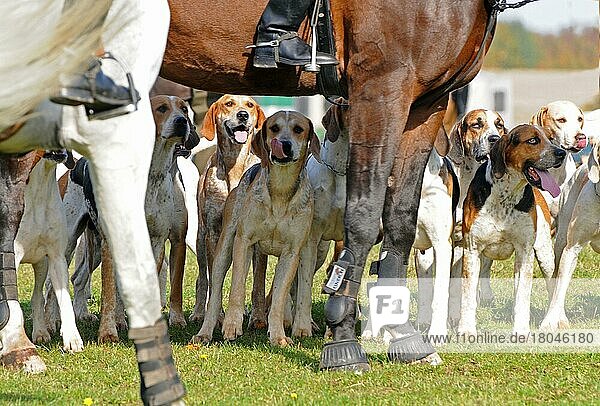 Riding  rider and foxhounds  tugjob  foxhound  pack  hunt