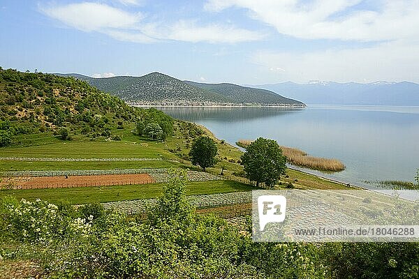 Ufer  Großer Prespasee  Nationalpark Prespa  Albanien  Europa