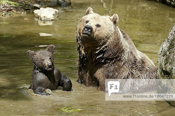 Brown bear (Ursus arctos)  mother with cubs  captive  Bavaria  Bavarian Forest National Park  Germany  Europe
