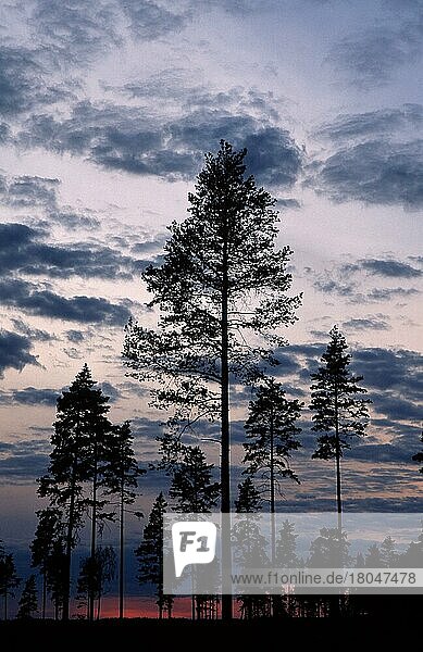 Nadelbäume in der Abenddämmerung  Örebrolaen (Dämmerung) (Himmel) (sky) (Silhouette) (herausragend) (Europa) (Landschaften) (landscapes)  Orebrolan  Schweden  Europa