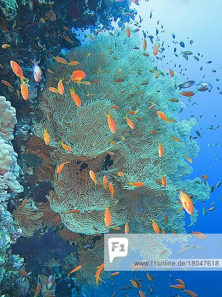 Sea goldies (Pseudanthias squamipinnis)  Gorgonian Coral  Coral Reef  Elphinstone Reef  Red Sea  Egypt  Africa