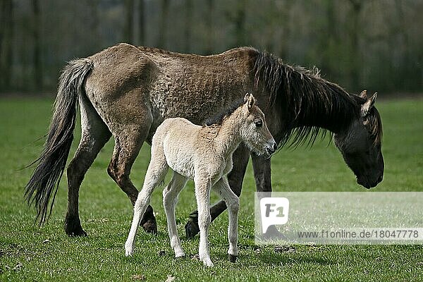 Wild Horse Dülmen  Foal  Dülmen  North Rhine-Westphalia  Germany  Europe