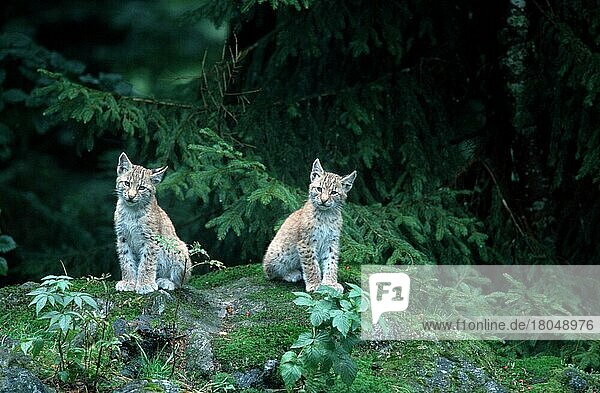 Young European Lynx  Luchse  Jungtiere  Europäischer Luchs (Lynx lynx)  cub