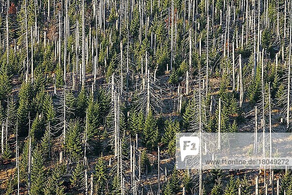 Abgebrochene  abgestorbene Fichten  die vom Europäischen Fichtenborkenkäfer (Ips typographus L.) befallen sind  am Lusen  Nationalpark Bayerischer Wald  Bayern  Deutschland  Europa
