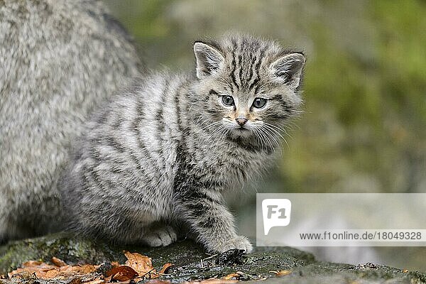 European Wildcat (Felis silvestris)  young animal  Bavarian Forest National Park  Bavaria  captive  Germany  Europe