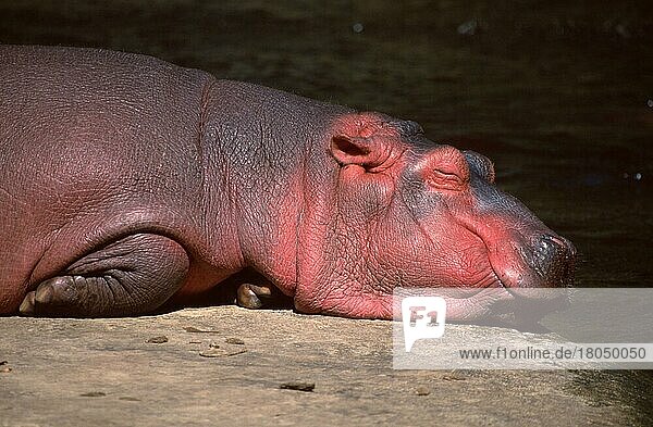Junges Flusspferd (Hippopotamus amphibius)  schlafend  Flusspferd  Jungtier  Säugetiere  Huftiere  Paarhufer (cloven-hoofed animals)  seitlich  side  adult  Entspannung  relaxing  Querformat  horizontal  liegen  lie  lying