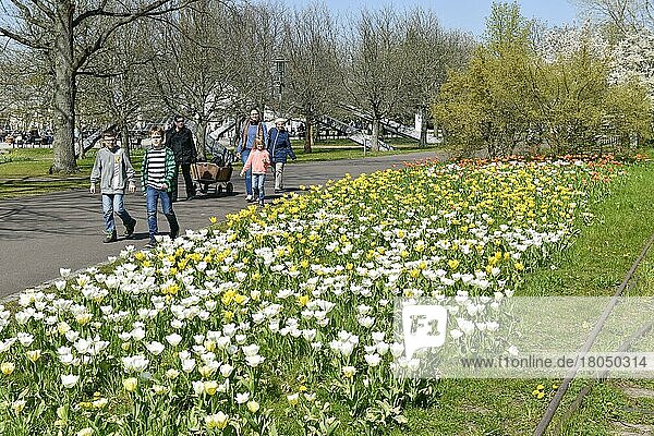 Tulpenblüte  Britzer Garten  Britz  Neukölln  Berlin  Deutschland  Europa