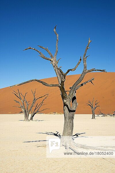 Abgestorbene Kameldornbäume (Acacia erioloba)  Dead Vlei  Namib-Naukluft-Park  Namib-Wüste  Namibia  Afrika