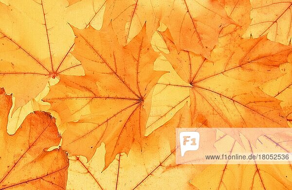 Spitzahorn (Acer platanoides)  Herbstlaub  Herbstblätter (Pflanzen) (Pflanzen) (Ahorngewaechse) (Aceraceae) (Europa) (Blatt) (gelb) (Herbst) (Querformat) (horizontal) (Hintergrund)