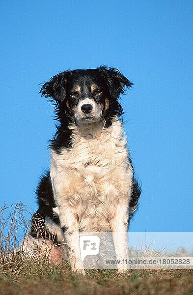 Mixed Breed Dog  Mischlingshund (animals) (Säugetiere) (mammals) (Haushund) (domestic dog) (Haustier) (Heimtier) (pet) (außen) (outdoor) (frontal) (head-on) (von vorne) (Wiese) (meadow) (aufmerksam) (alert) (sitzen) (sitting) (adult) (schwarz-weiß) (black & white)