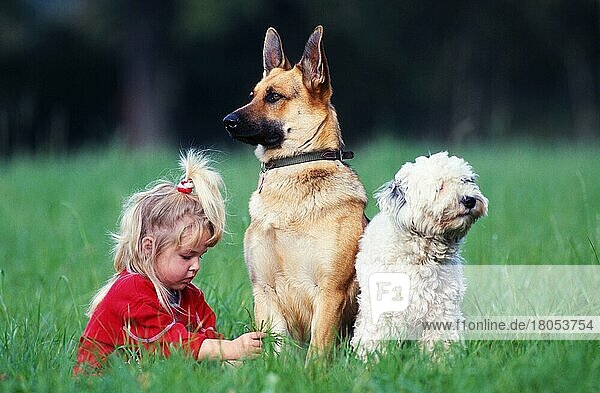 Mädchen mit Deutschem Schäferhund und Mischlingshund  Schäferhund
