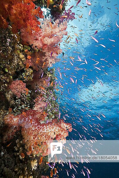 Coral reef  Makogai  Lomaviti  Fiji  Fiji Islands  soft coral  Fiji  Oceania