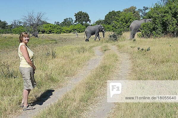 Afrikanischer Elefant (Loxodonta africana)  Gebiet des Khwai river nahe Mababe Village  Elefanten  Botswana  Afrika