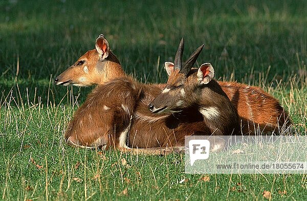 Sitatungas  Paar  ruhend (Tragelaphus spekei)  Sumpfantilopen  Säugetiere  Huftiere  Paarhufer  Klauentiere  außen  draußen  seitlich  Wiese  erwachsen  liegen  liegend  zwei  männlich  weiblich  Querformat  horizontal  Entspannung  entspannende Antilope