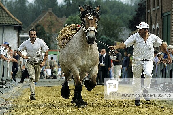 Cold-blooded horses  cold-blooded  domestic animals  ungulates  farm animals  odd-toed ungulates  mammals  animals  domestic horses  Men running with draft horse during horse show  Belgium  Europe