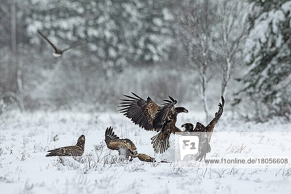 Zwei Seeadler (Haliaeetus albicilla)  Seeadler  ernes kämpfen unter Gruppe im Schnee im Winter