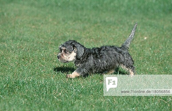 Dandie Dinmont Terrier  puppy  11 weeks  Welpe  11 Wochen  außen  outdoor  seitlich  side