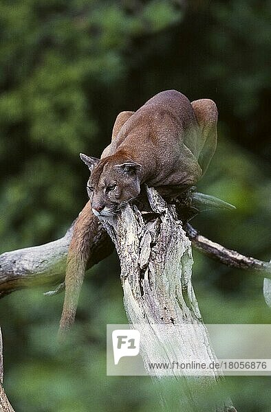 Puma (Felis concolor)  Berglöwe