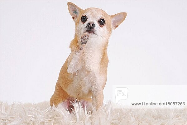 Chihuahua  kurzhaarig  Pfote erhoben  hebt Pfote  winken  winkt