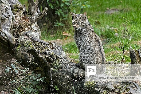 European wildcat (Felis silvestris silvestris) sitting on fallen tree trunk in forest