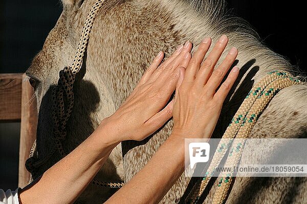 Hände berühren Pferdehals  Achal-Tekkiner  Pferdegestützte Therapie  Fühlen