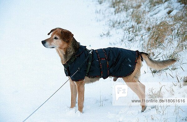Mischlingshund mit Mäntelchen  Mantel  Mäntelchen  Schutzkleidung  Hundebekleidung  seitlich