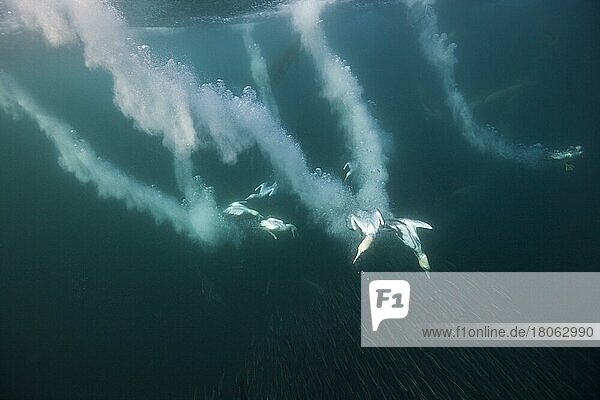 Cape Gannets (Morus capensis) hunting Sardines  Indian Ocean  Wild Coast  South Africa  Africa