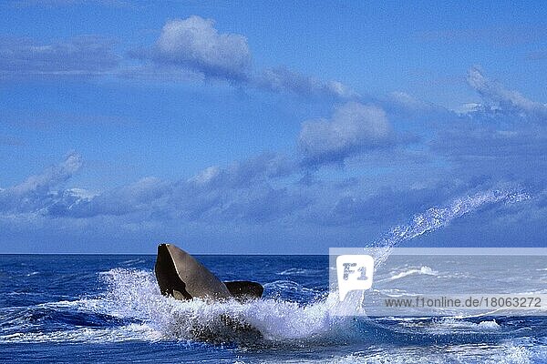 Orca  Schwertwal (Orcinus orca)  Orka  Tiere  Säugetiere  Wale  außen  draußen  erwachsen  Bewegung  Querformat  horizontal