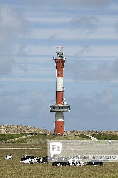 Neuer Leuchtturm  Kühe  Wangerooge  Ostfriesische Insel  Ostfriesland  Niedersachsen  Deutschland  Europa