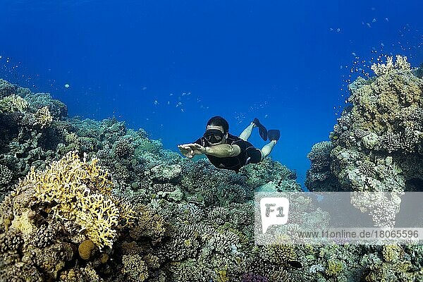 Apnoea diver  freediver  snorkeller  dives over coral reef  Red Sea  Hurghada  Egypt  Africa