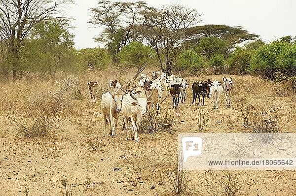 Cattle herd  Karo tribe  Omo Valley  Southern Ethiopia