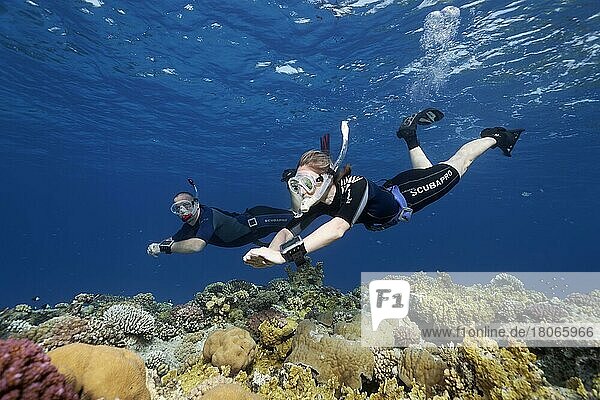 Apnoea diver  freediver  snorkeler  man  woman couple  diving over coral reef  Red Sea  Hurghada  Egypt  Africa