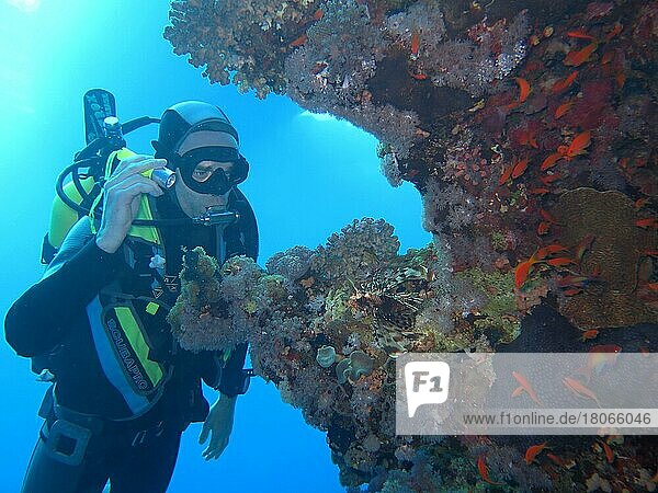Diver  Coral Reef  St. Johns Reef  Red Sea  Egypt  Africa