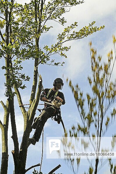Arborist cuts branches from tree  equipment  lumberjack  tree climber  Germany  Europe