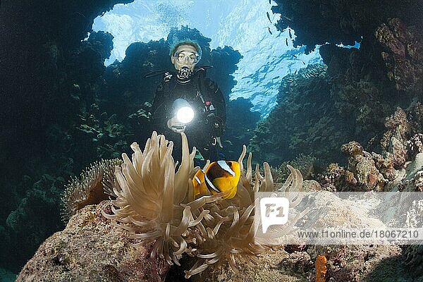 Diver in underwater cave  Paradise Reef  Red Sea  Egypt  Africa