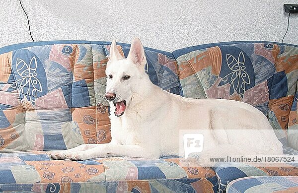 Weißer Schäferhund  Weißer Schweizer Schäferhund  Berger de Suisse  AC Weißer Schäferhund  seitlich