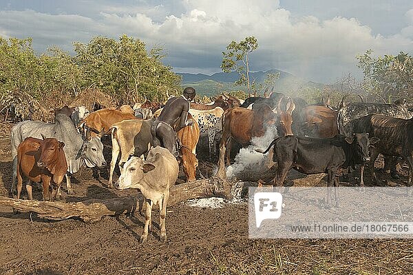 Surma herdsman with cattle  near Tulgit  Omo River Valley  Ethiopia  Africa
