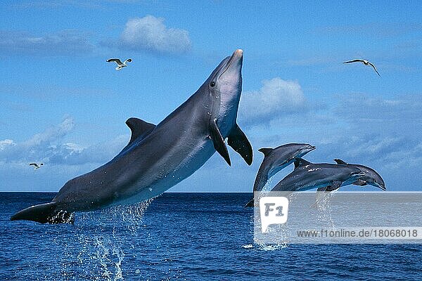 Bottlenose Dolphins (Tursiops truncatus) and gulls