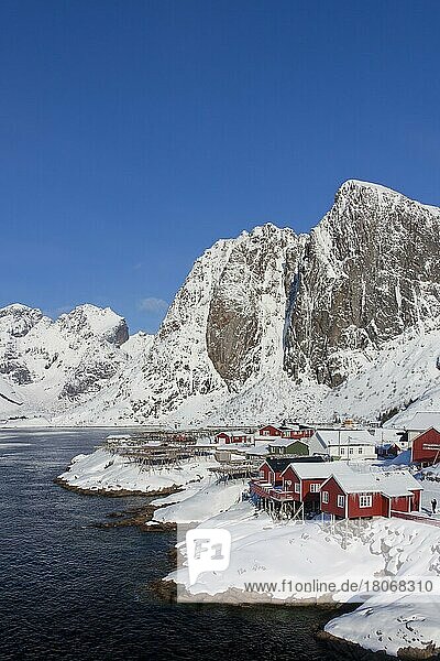 Rorbuer-Hütten und Holzgestelle mit Stockfisch zum Trocknen am Fjord von Hamnøy im Schnee im Winter  Lofoten  Bezirk Nordland  Norwegen  Europa