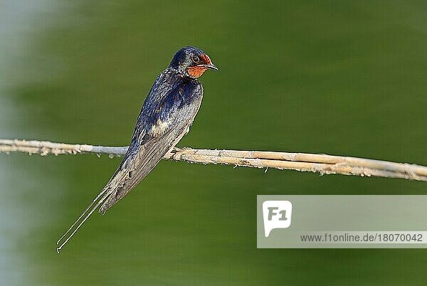 Barn swallow (Hirundo rustica)  Swallow  Swallows  Greece  Europe