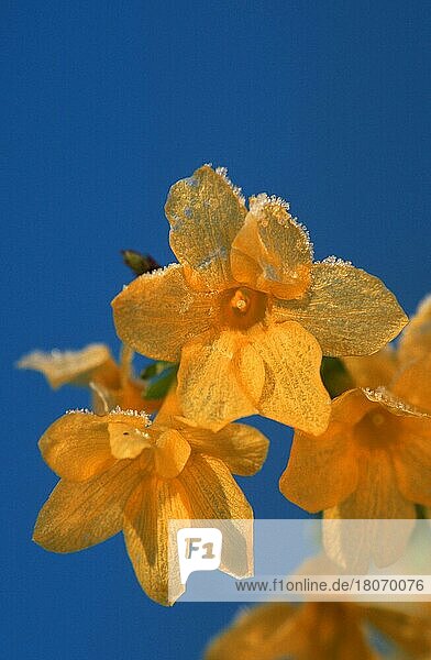 Jasmin  Blüten mit Raureif  Gelber Winterjasmin (Jasminum nudiflorum)  Pflanzen  Ölbaumgewächse  Oleaceae  asia  Blüten  Blüte  gelb  Raureif  vertikal