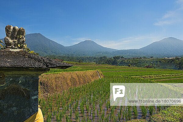 Reisterrassen  Jatiluwih  Unesco-Weltkulturerbe  Bali  Indonesien  Asien
