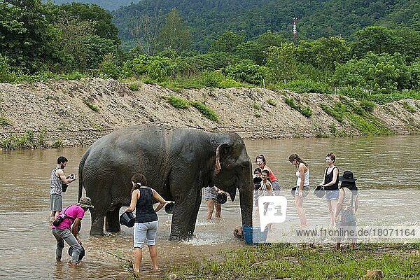 Touristen waschen den Asiatischen Elefanten (Elephas maximus)  indem sie ihn im Fluss im Elephant Nature Park  Rettungs- und Rehabilitationszentrum in Chiang Mai  Thailand  mit Wasser übergießen  Asien