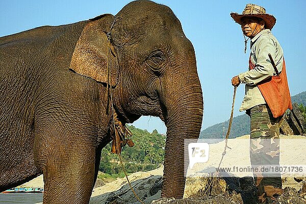 Elefant und Mahut  Elefantenführer  Elefant nach dem Bad im Mekong  Mekong Elephant Camp  Pak Beng  Pak Beng  Oudomxai Provinz  Laos  Asien