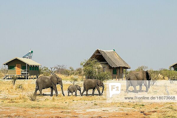Afrikanischer Elefant (Loxodonta africana)  Elephant Sands Lodge  Botswana  Afrika