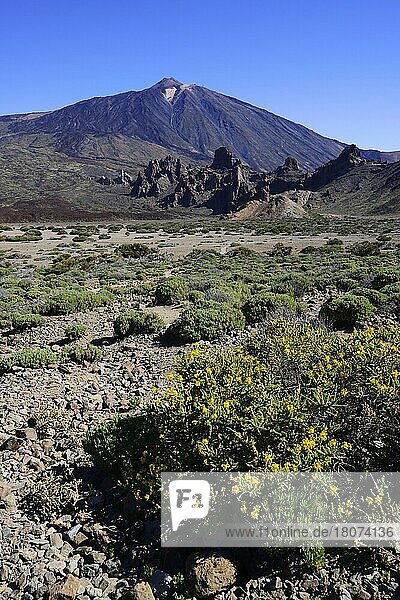 Vulkanische Vegetation  hinten Vulkan Pico del Teide  Teneriffa  Kanarische Inseln  Spanien  Europa