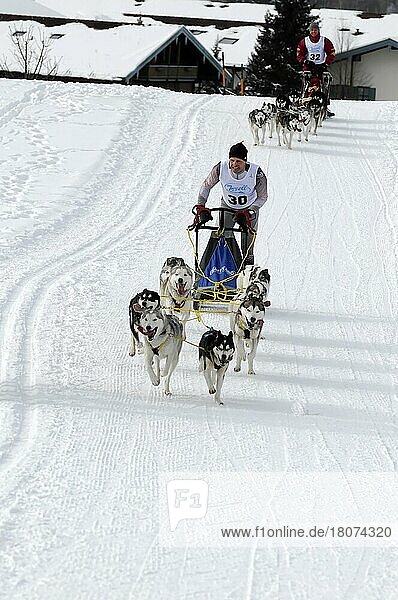 Musher with sled dog team  Siberian Huskies  6th International Sled Dog Race 26. 27. January 2013  Inzell  Bavaria  Germany  Europe